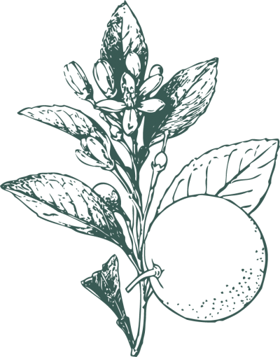 Planta